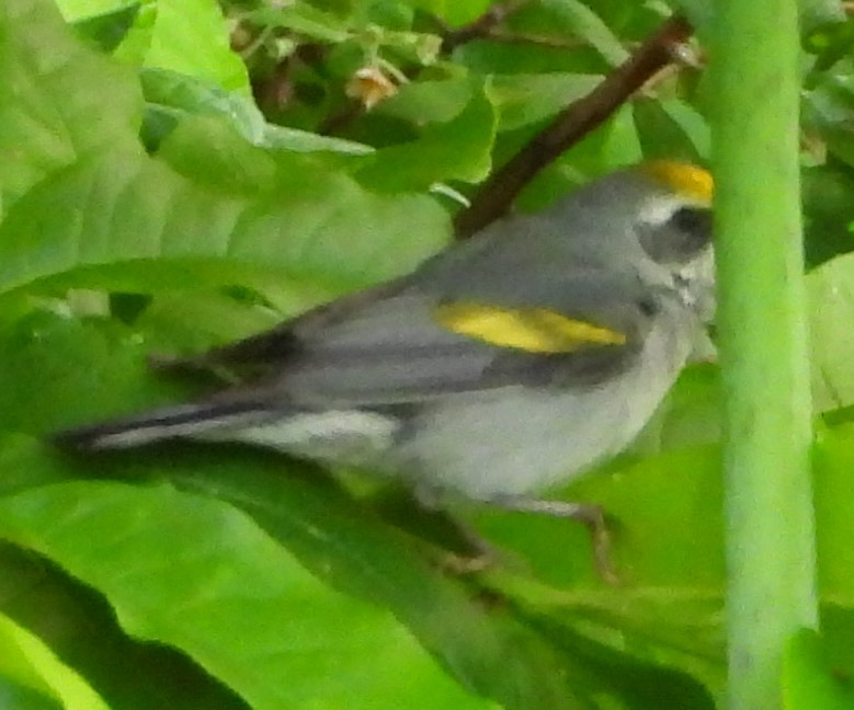 Golden-winged Warbler - ML348330251