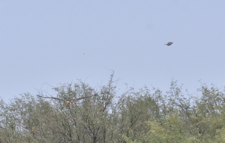 Red-tailed Hawk - ML348332421