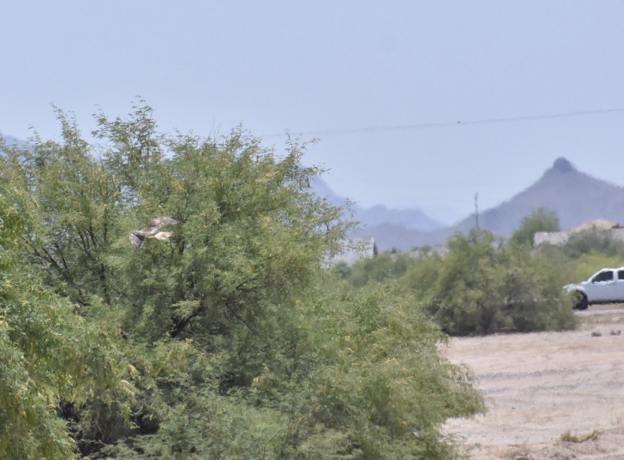 Red-tailed Hawk - ML348332441