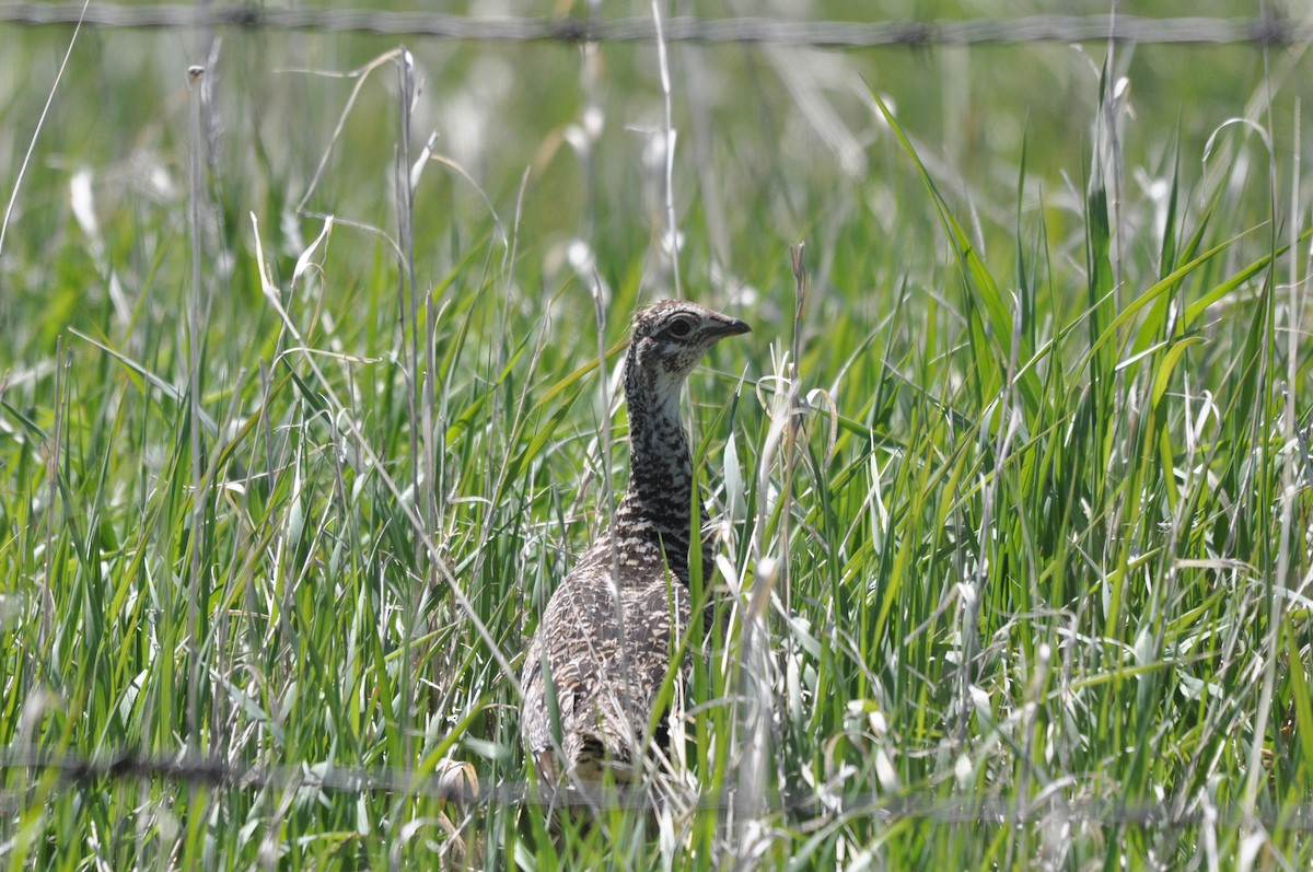 Sharp-tailed Grouse - ML348332861