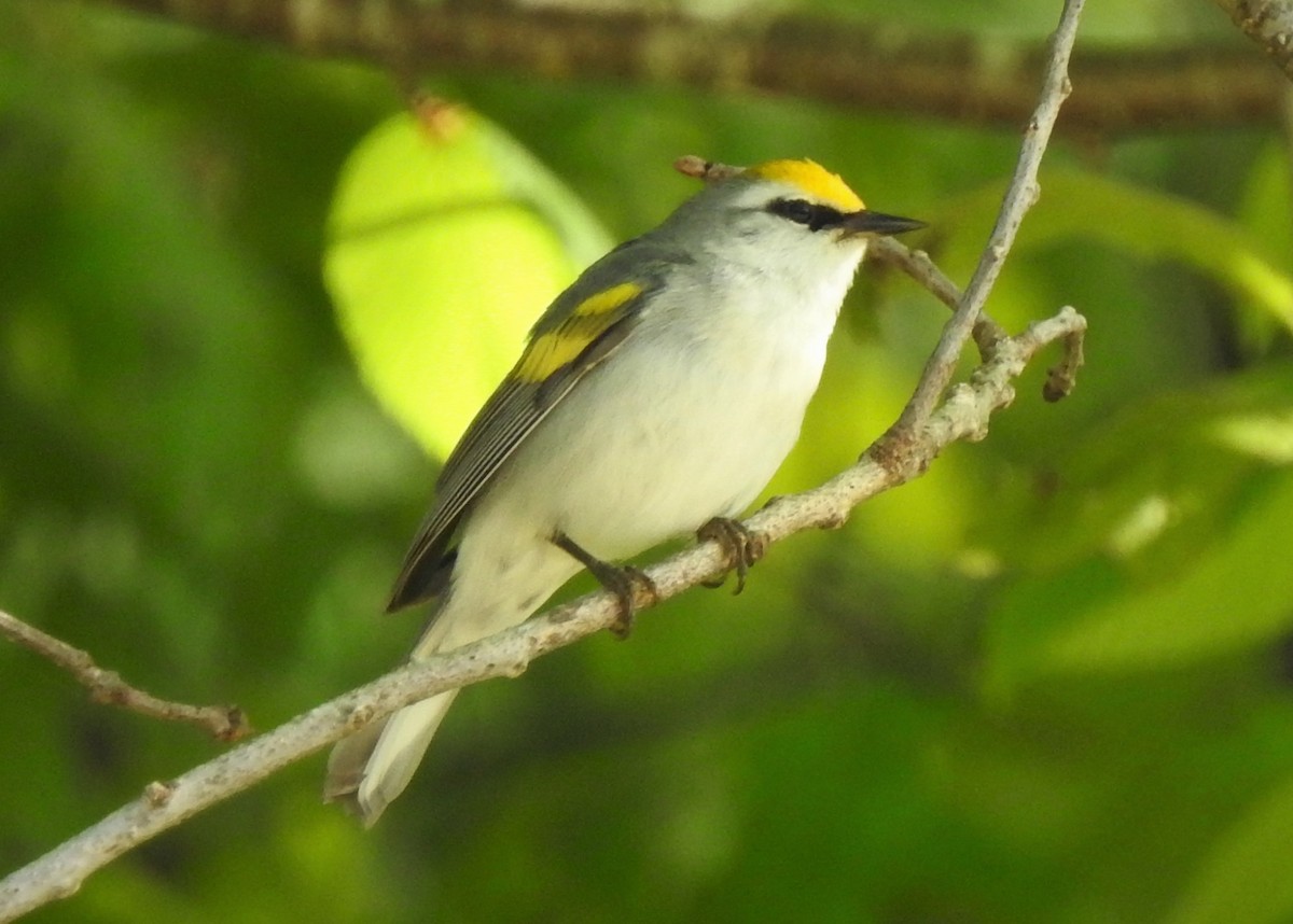 Goldflügel- x Blauflügel-Waldsänger (F1-Hybrid) - ML348334751