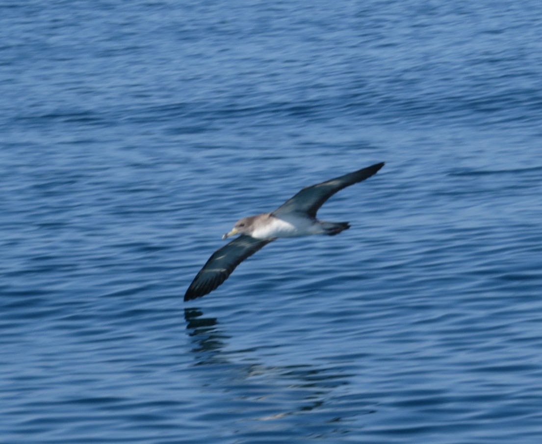 Cory's Shearwater - ML348334761