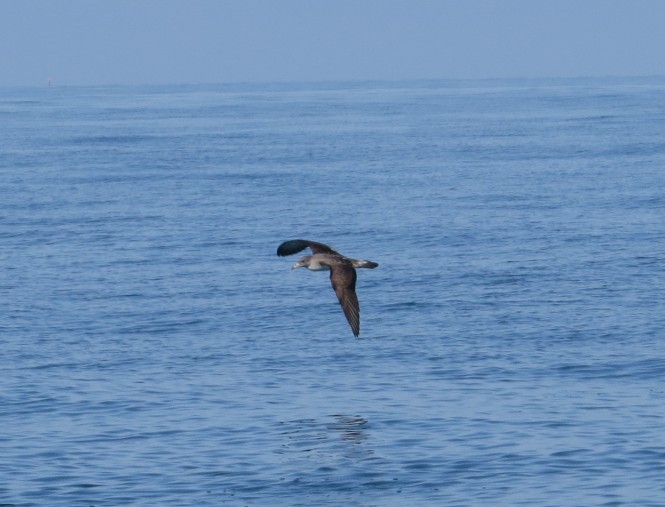 Cory's Shearwater - ML348334801