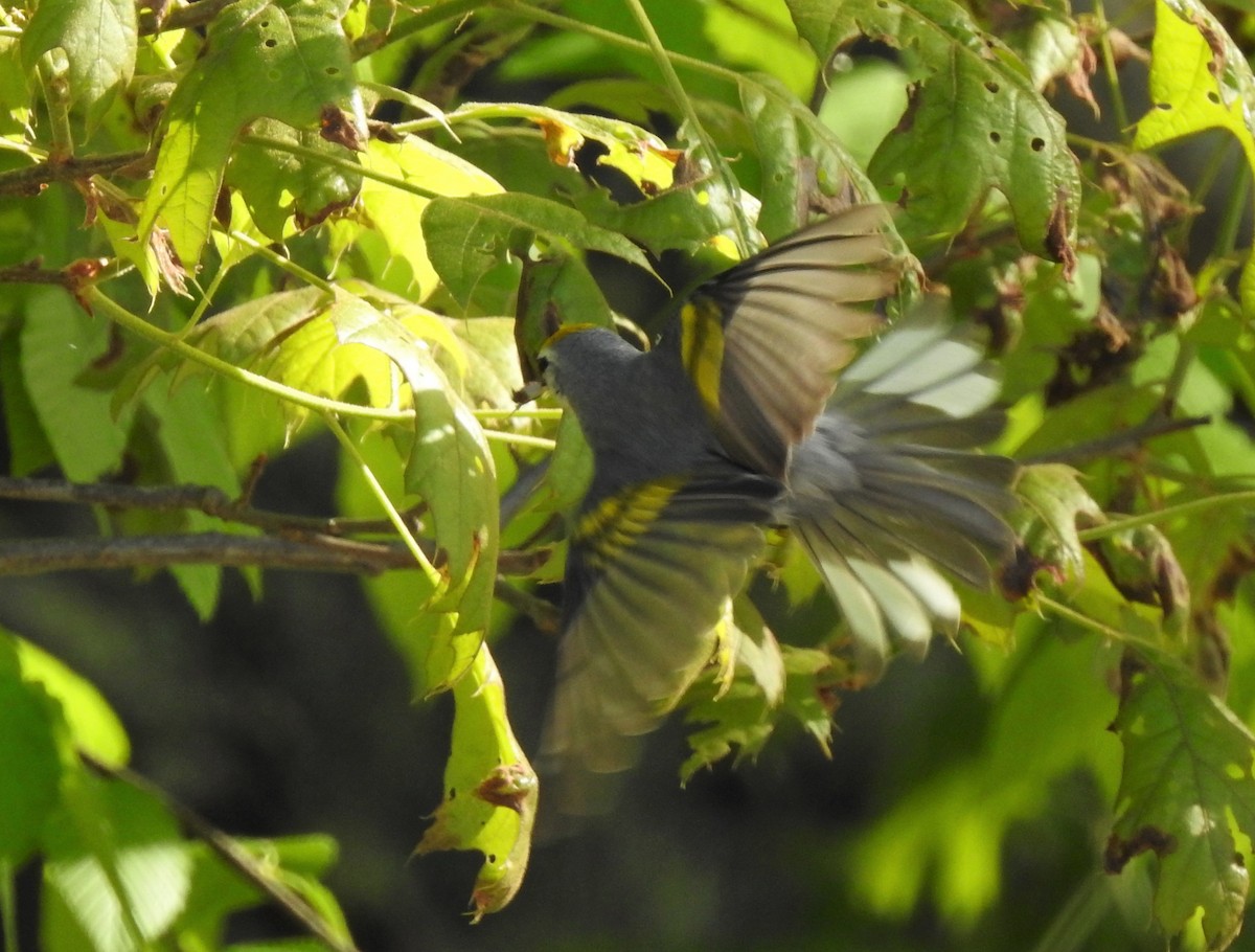 gullvingeparula x blåvingeparula (F1 hybrid) - ML348334861