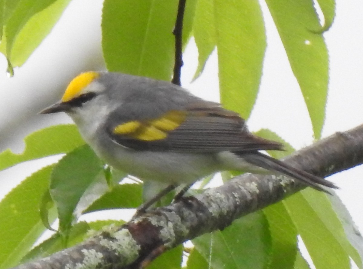 gullvingeparula x blåvingeparula (F1 hybrid) - ML348336001