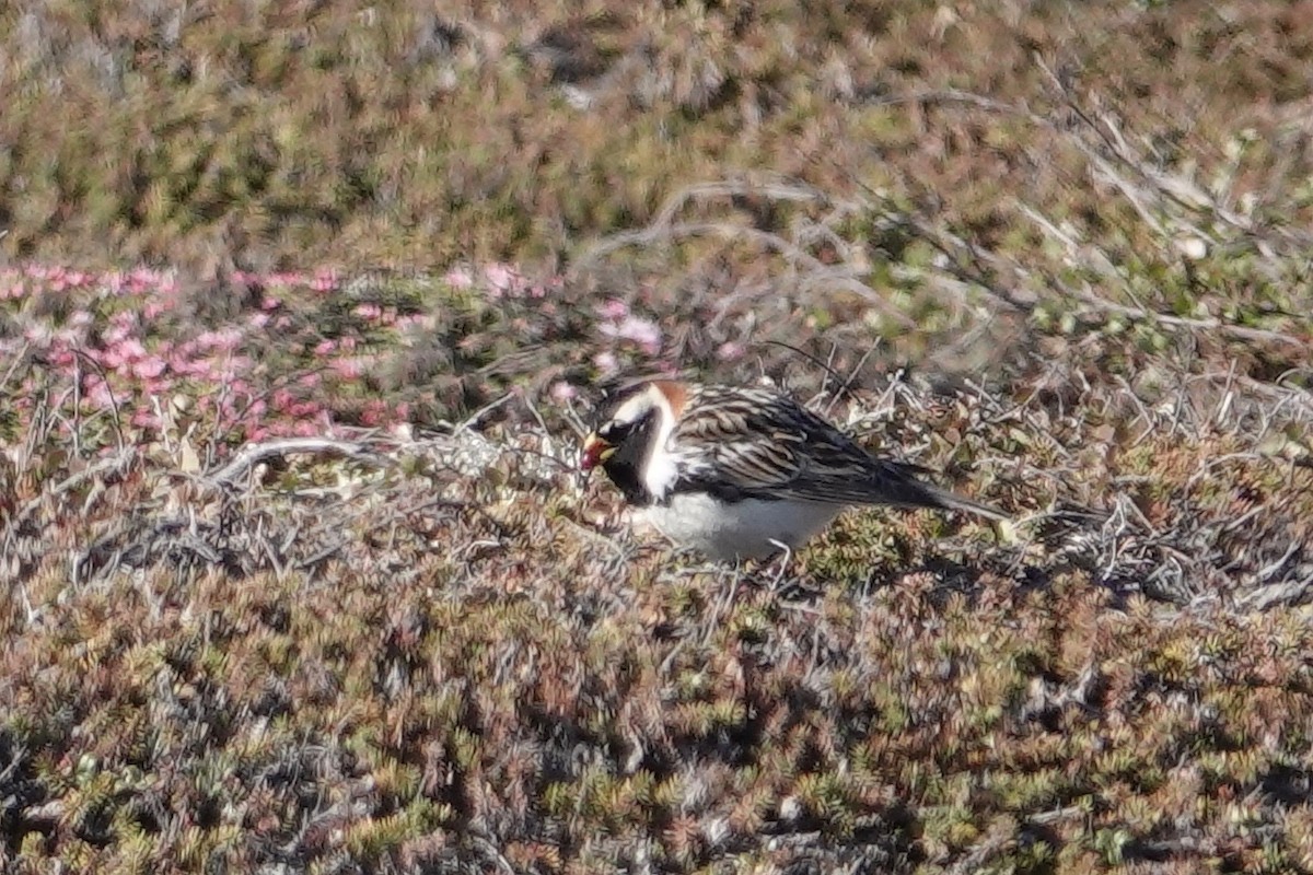 Lapland Longspur - Dave Williams