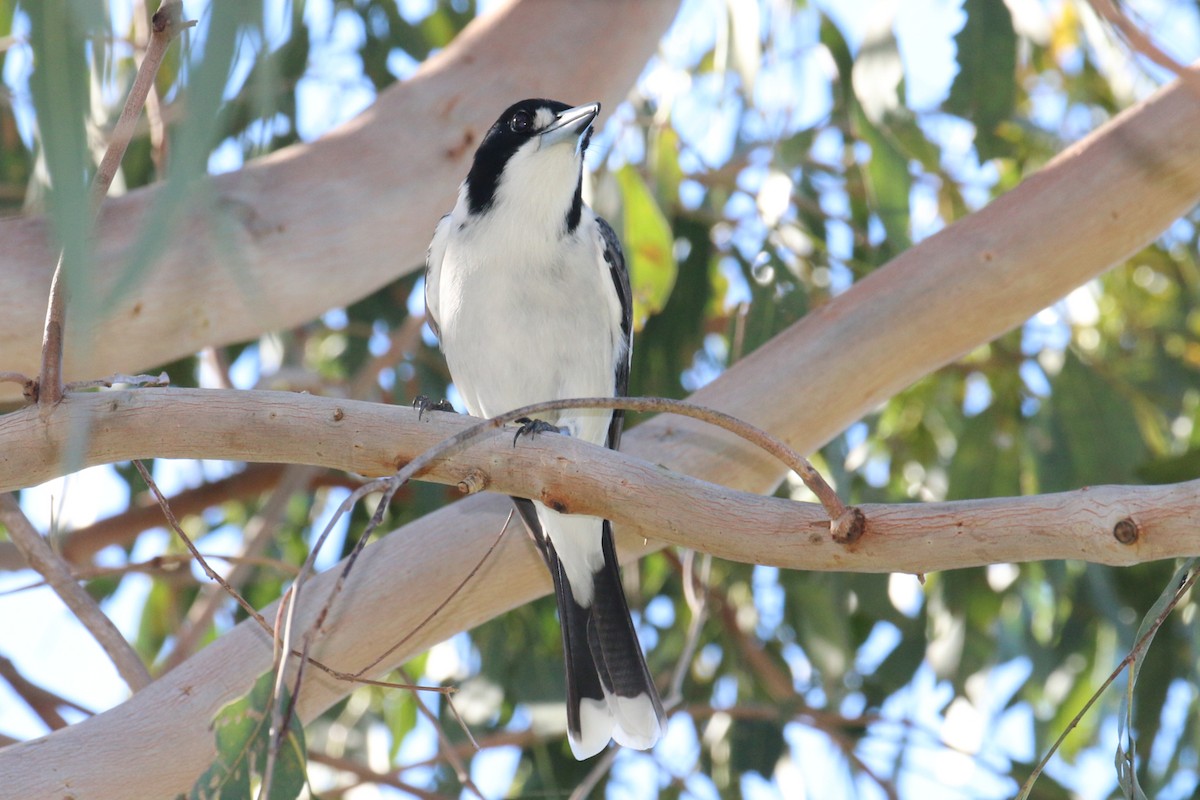 Gray Butcherbird - ML348339771