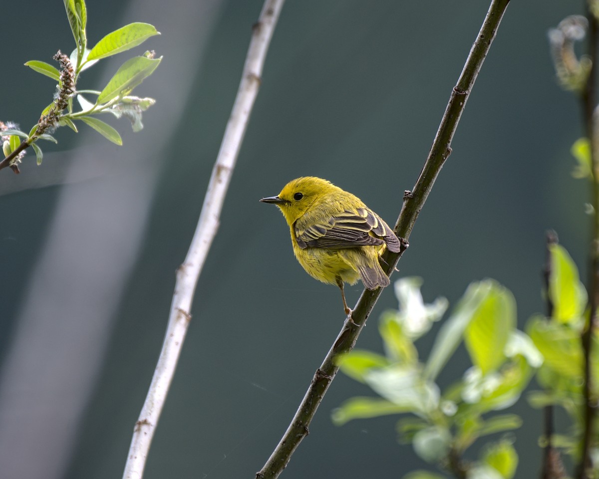 Yellow Warbler - ML348340781