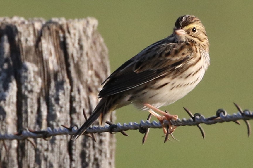 Savannah Sparrow - ML34834141