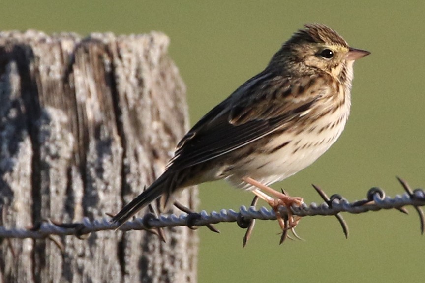 Savannah Sparrow - ML34834161