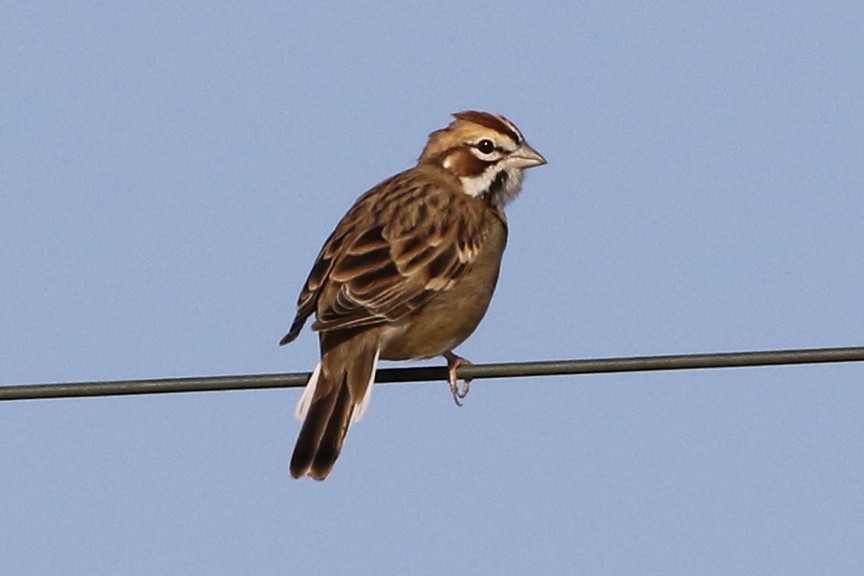 Lark Sparrow - ML34834211