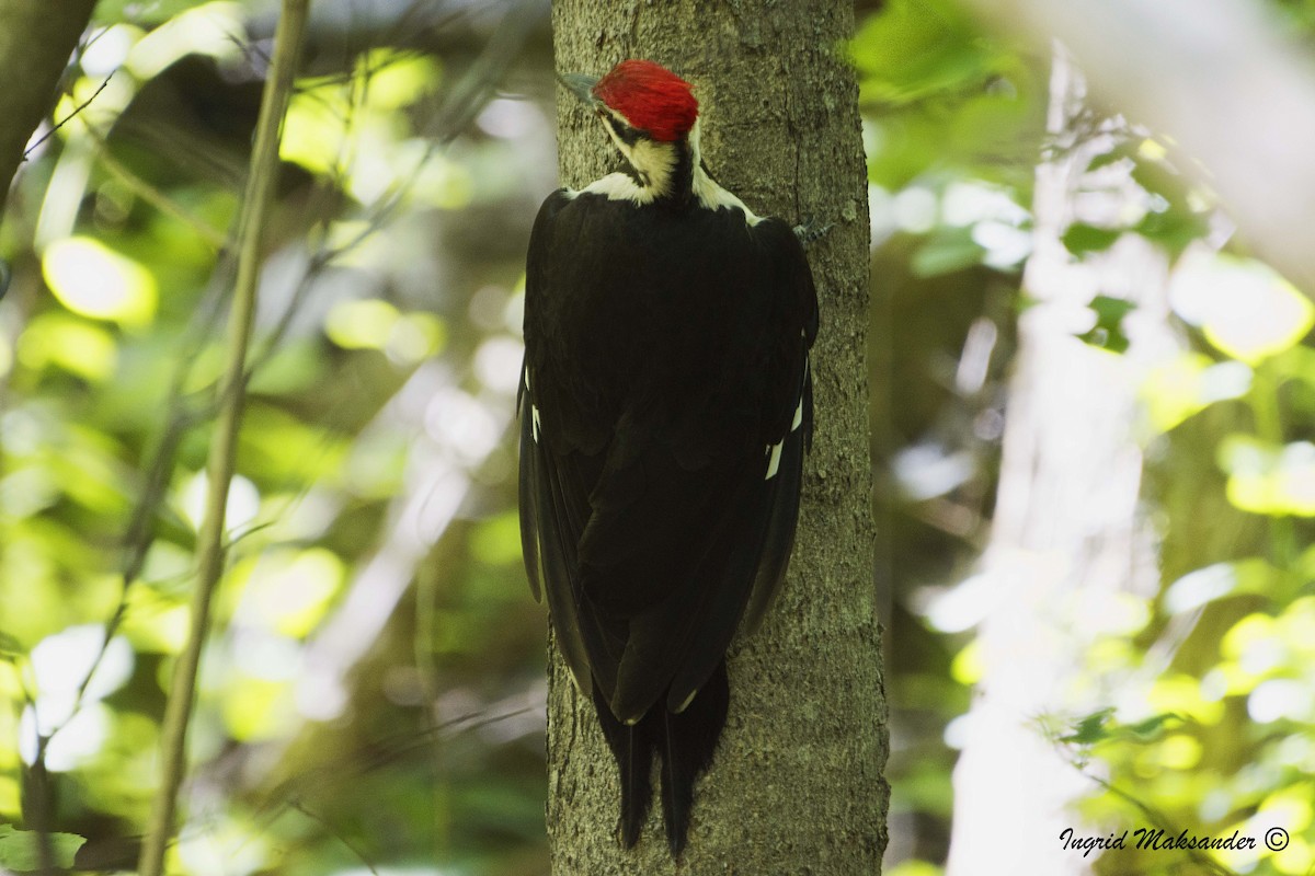 Pileated Woodpecker - ML348342171