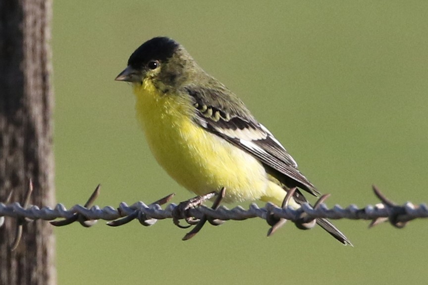 Lesser Goldfinch - Stephen Fettig