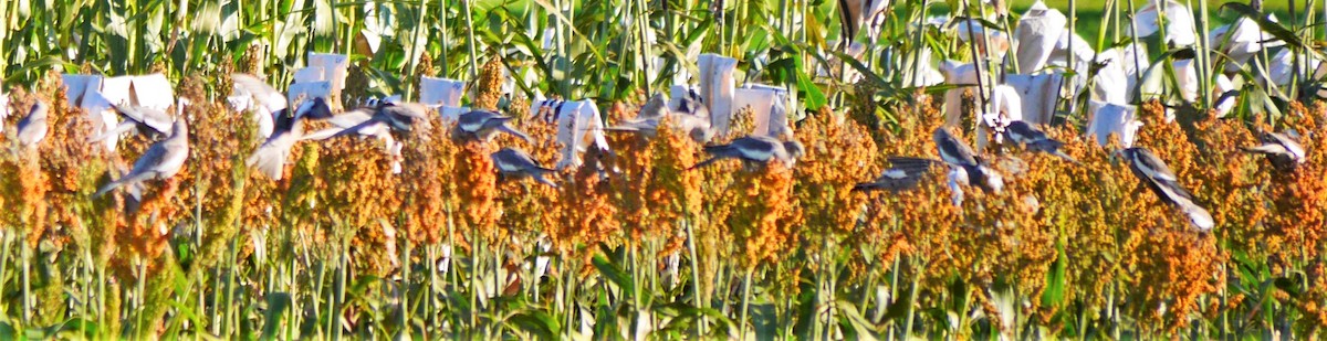 nymfekakadu - ML348342831