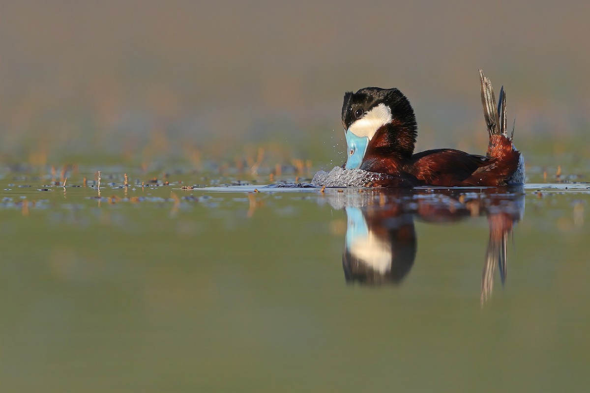 Ruddy Duck - ML348343751