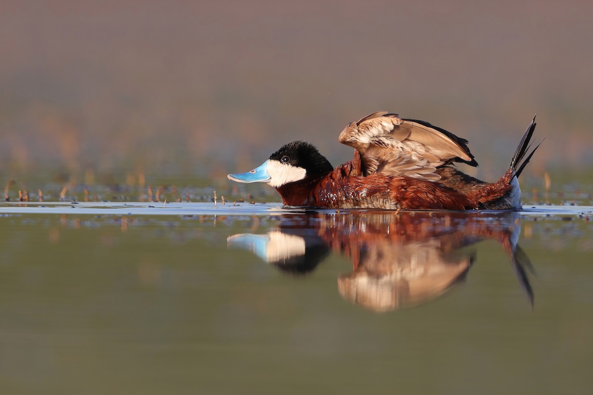 Ruddy Duck - ML348343911