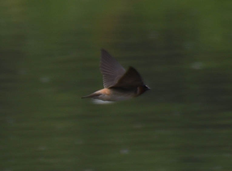 Cliff Swallow - virginia rayburn
