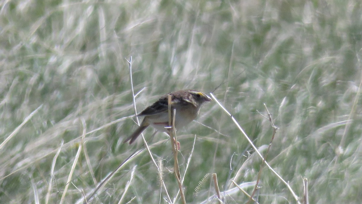 Grasshopper Sparrow - ML348346371