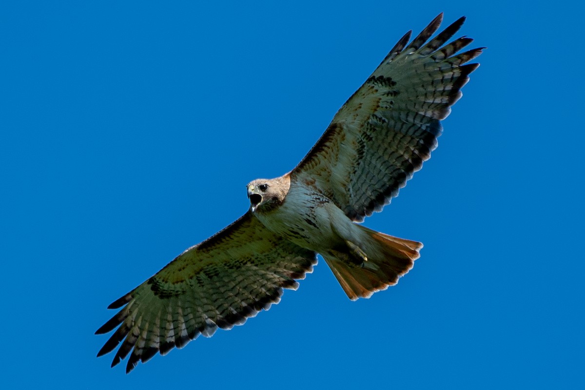 Red-tailed Hawk - Bill Tollefson