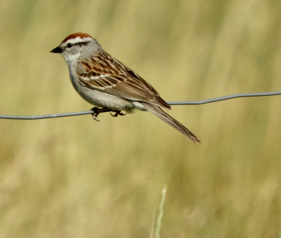 Chipping Sparrow - ML348350311