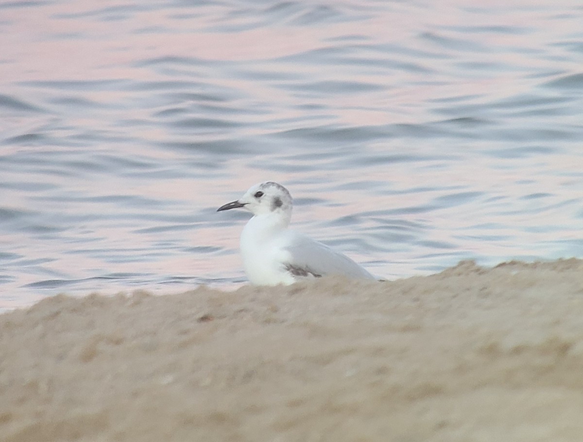 Gaviota de Bonaparte - ML348352291