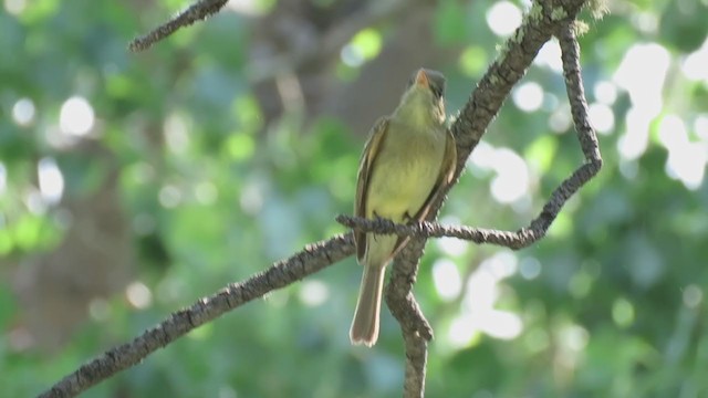 Western Flycatcher (Cordilleran) - ML348352531