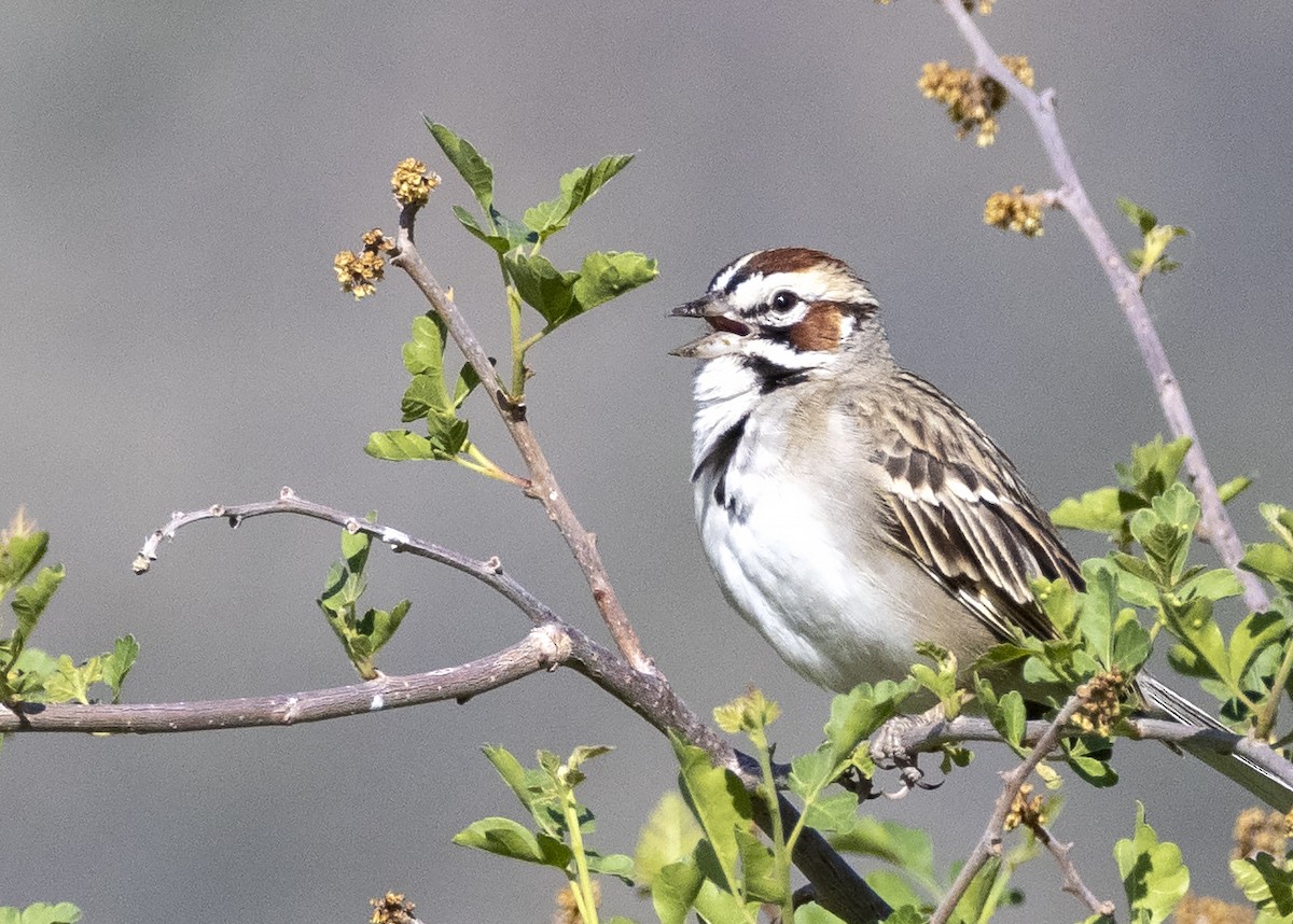 Lark Sparrow - ML348355271