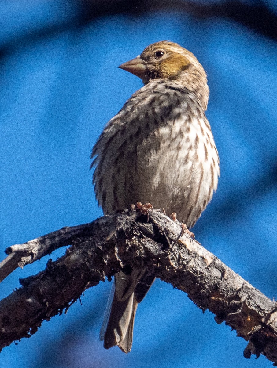 Cassin's Finch - ML348355891