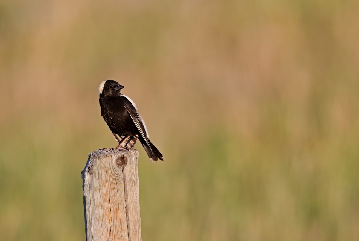 Bobolink - Jim DeWitt