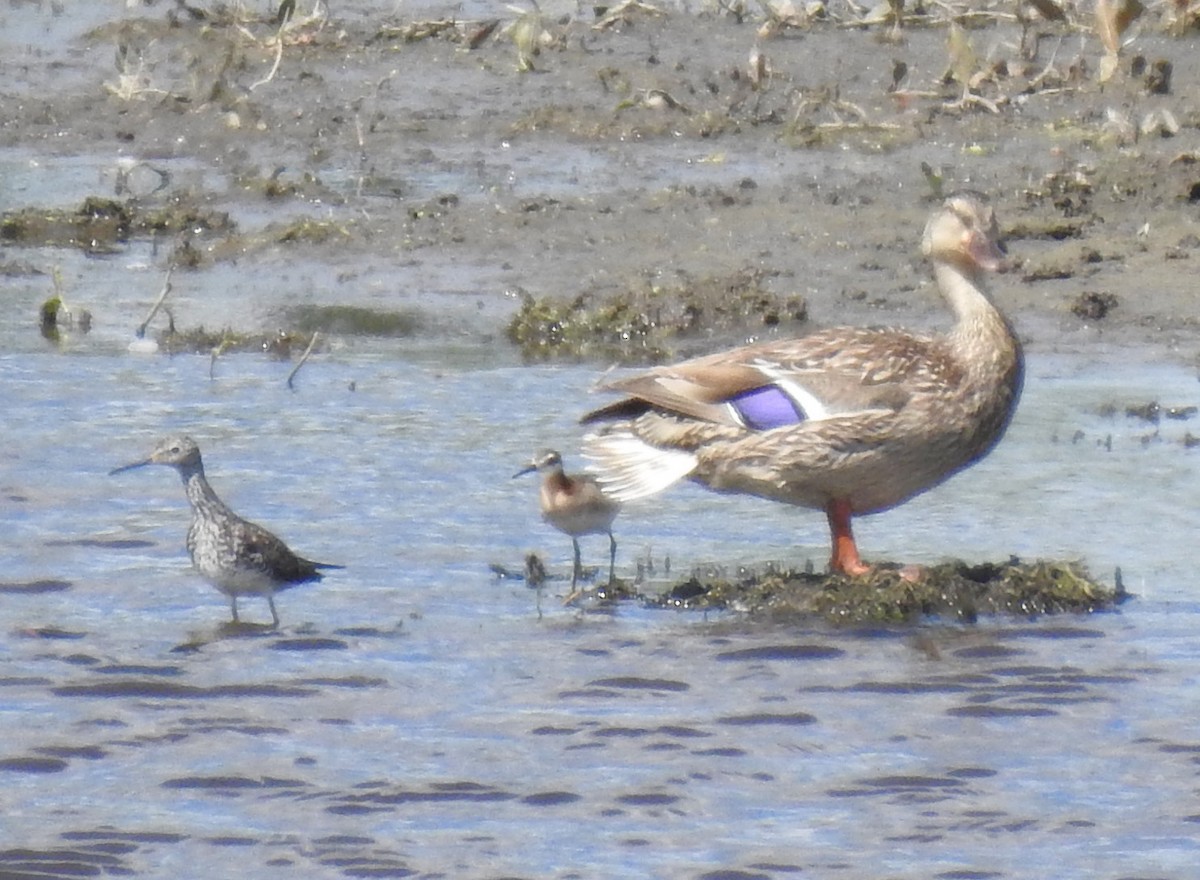 Lesser Yellowlegs - ML348357421