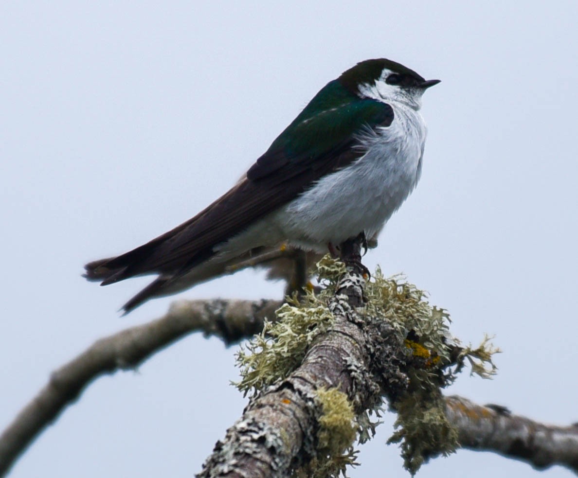 Violet-green Swallow - ML348358071