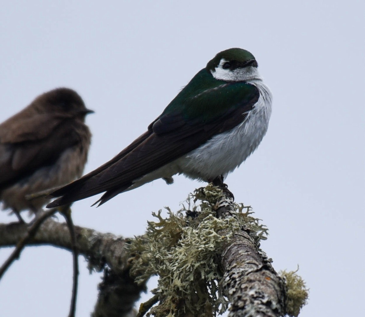 Violet-green Swallow - ML348358131