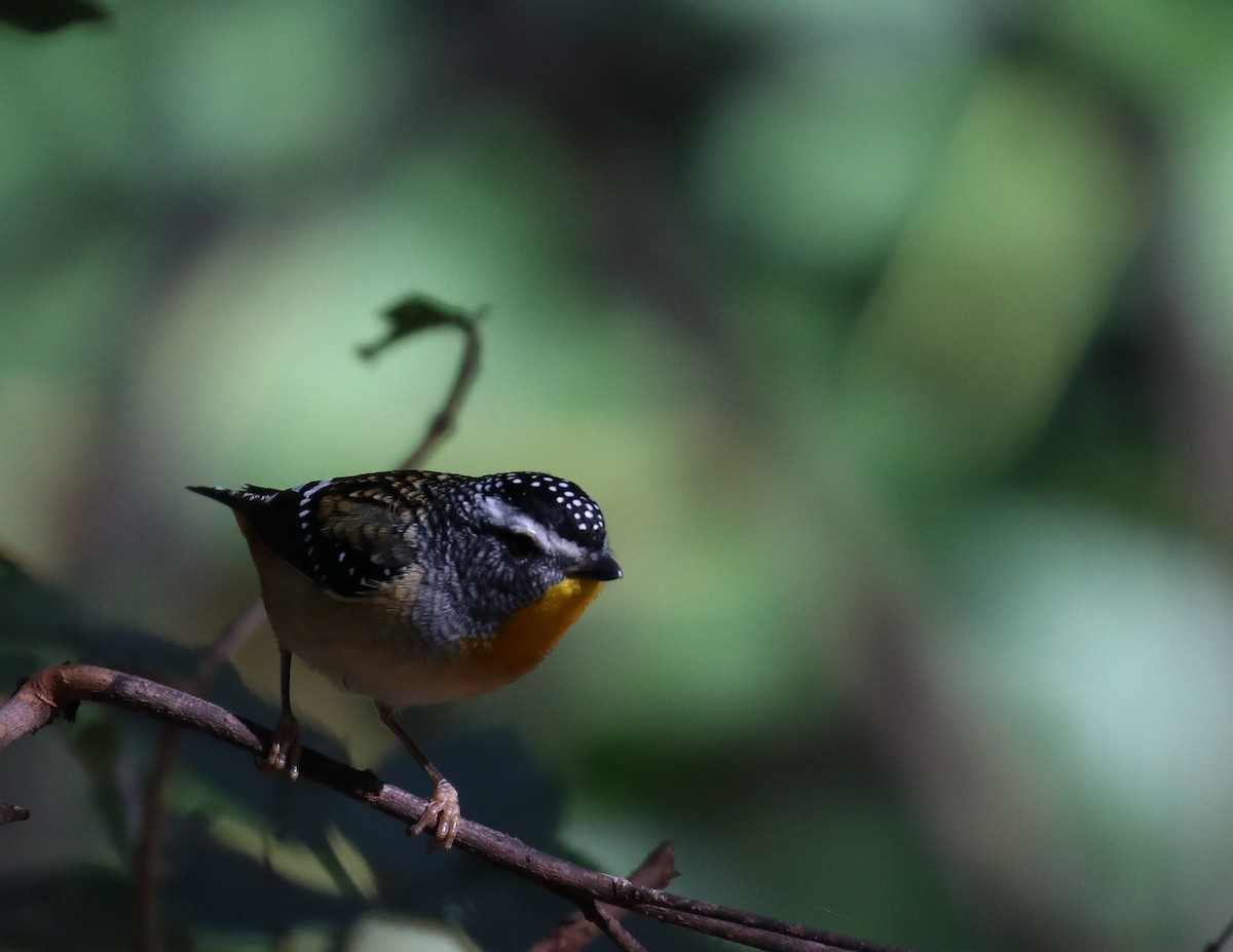 Spotted Pardalote - ML348358341