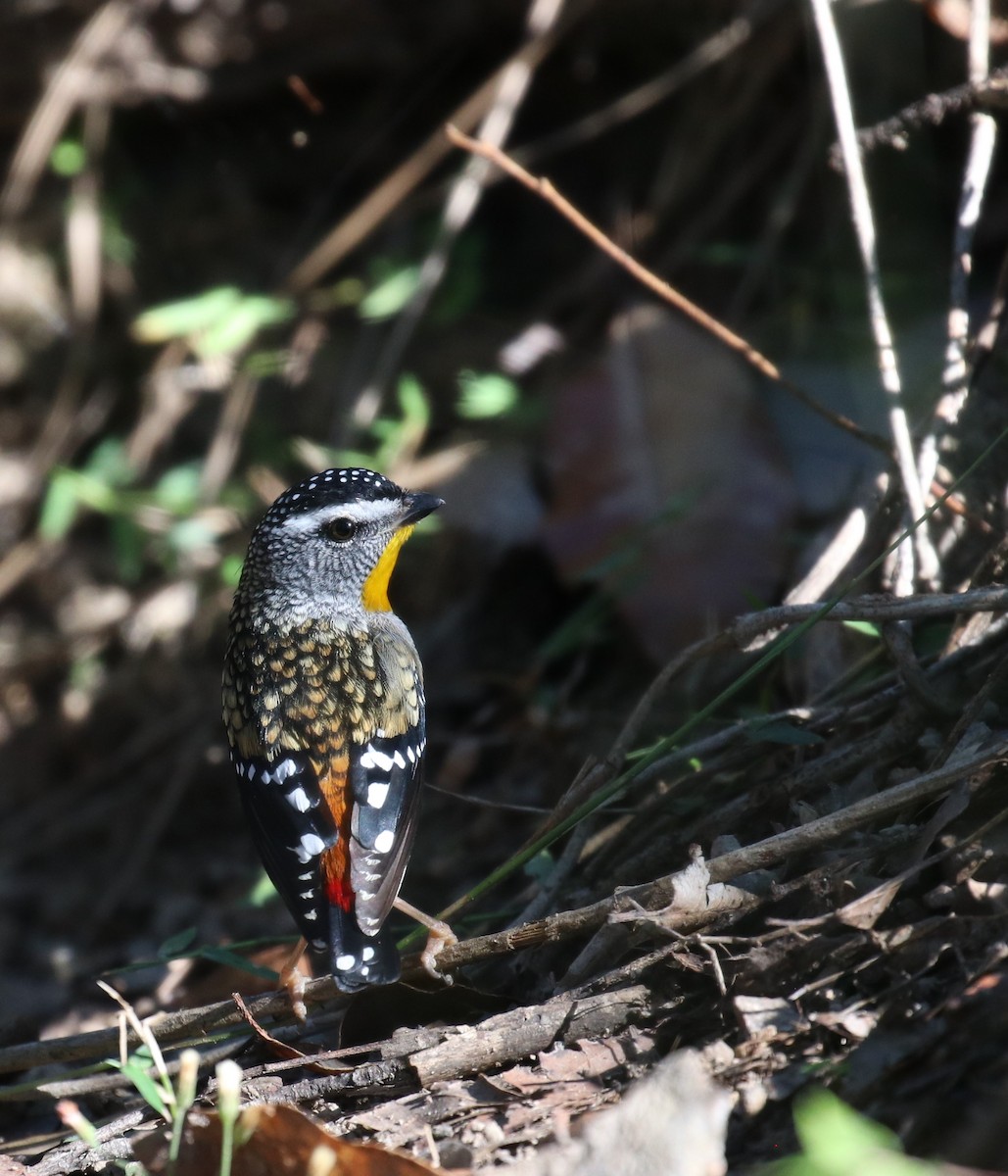 Spotted Pardalote - ML348358421