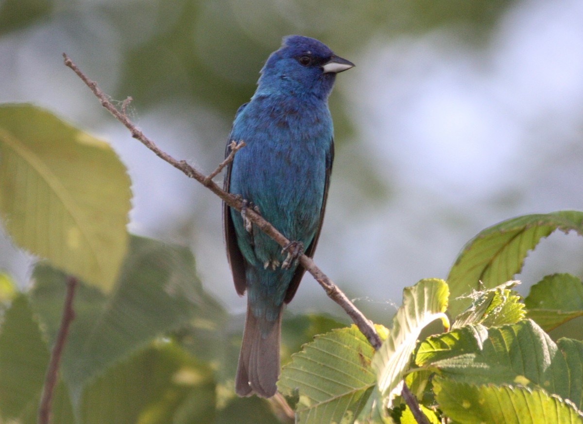 Indigo Bunting - ML348359321