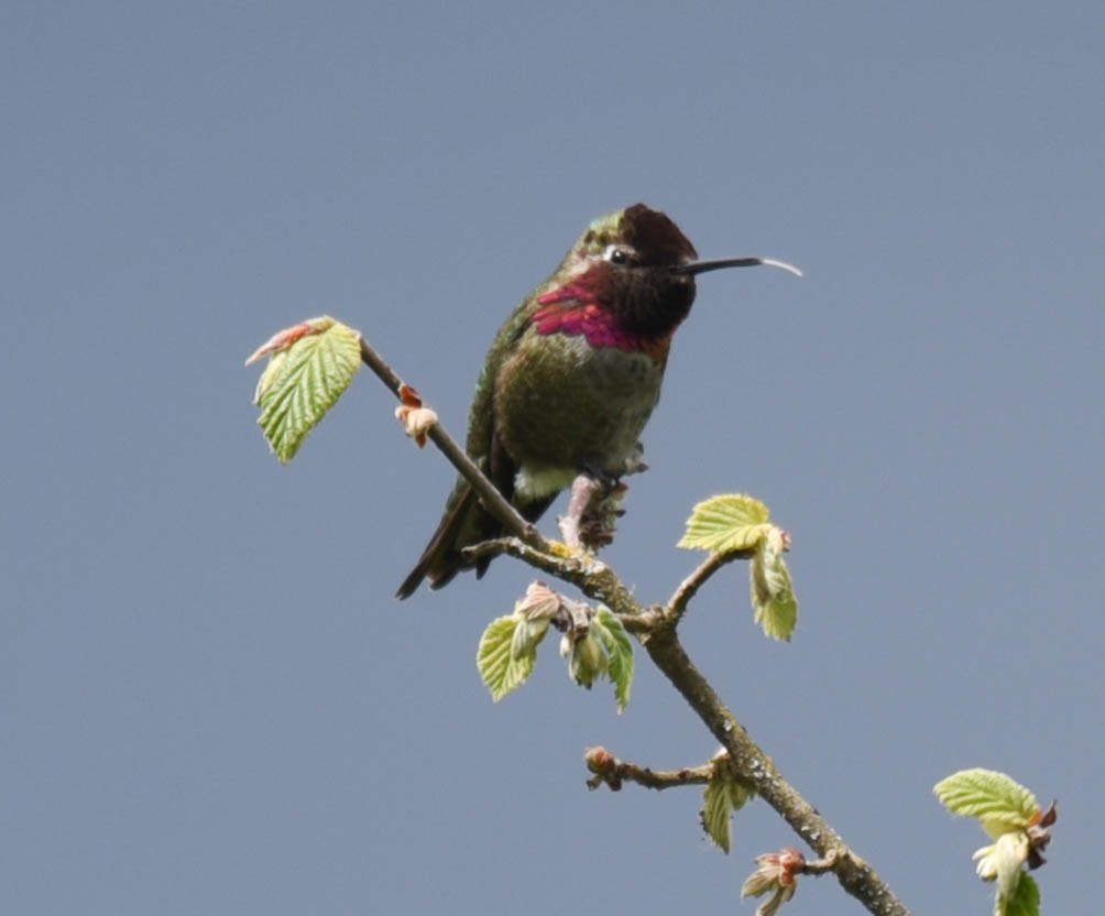 Anna's Hummingbird - ML348359821