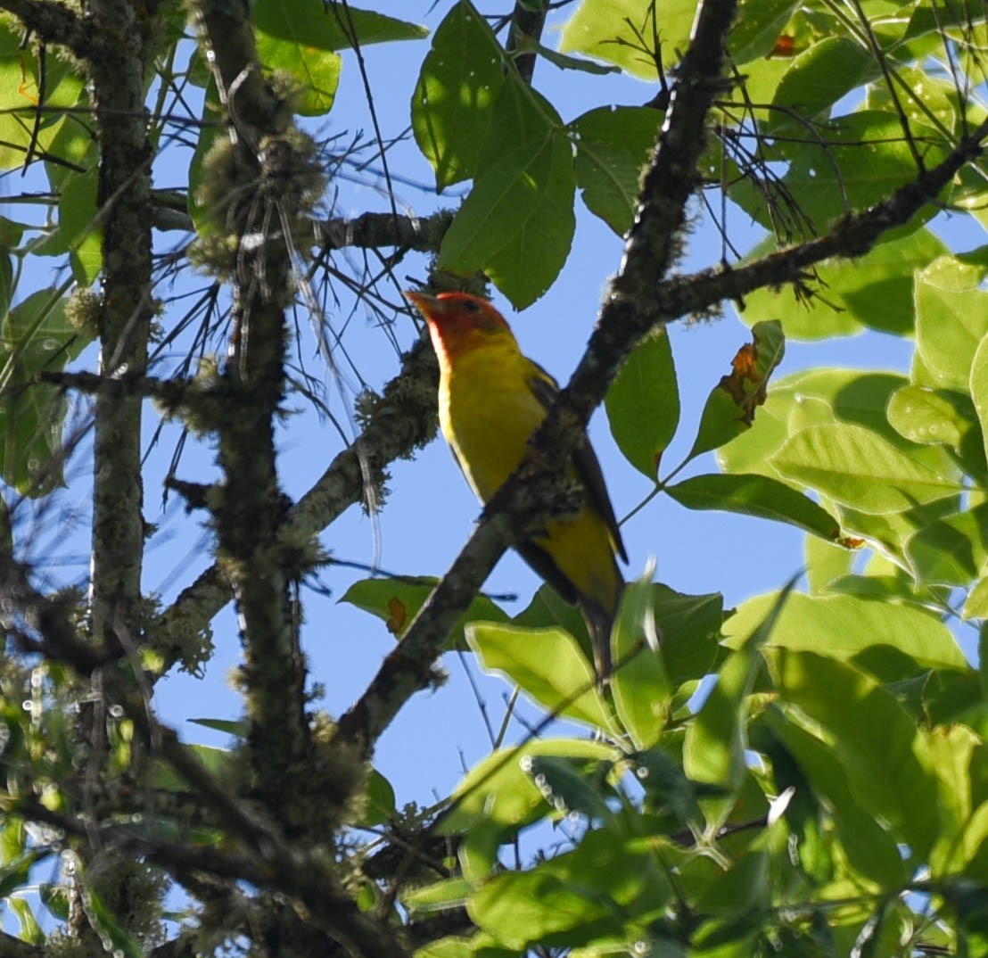 Western Tanager - ML348360051