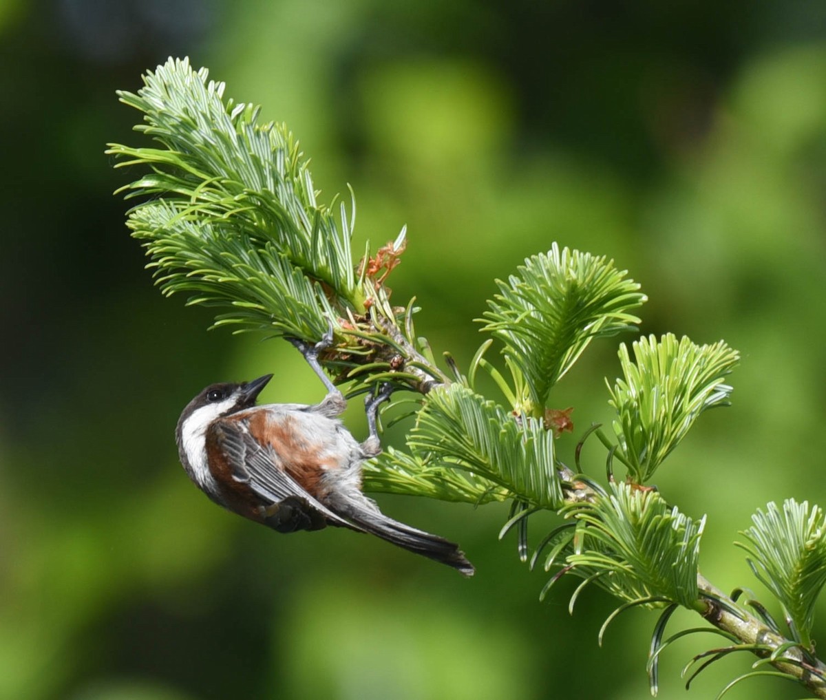 Chestnut-backed Chickadee - ML348360151