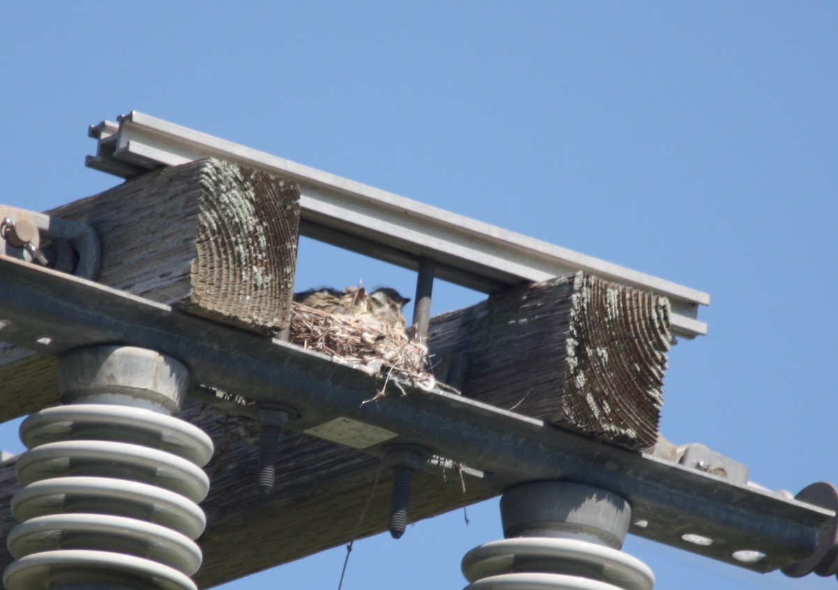 Western Kingbird - John "Jay" Walko