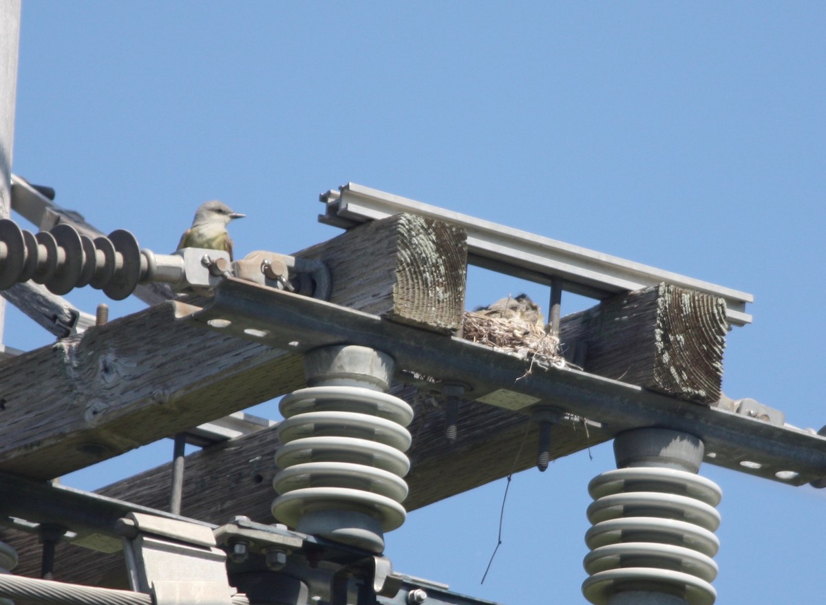 Western Kingbird - ML348361821