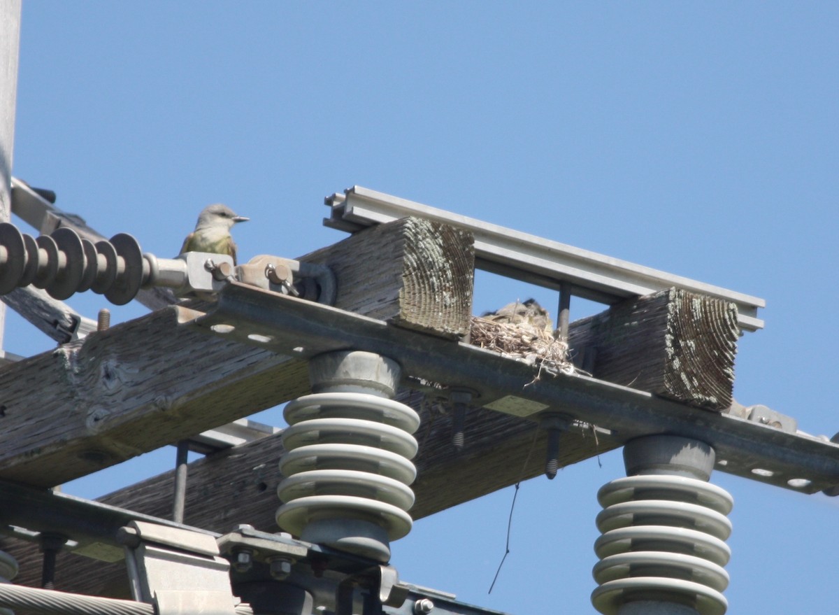 Western Kingbird - ML348361821