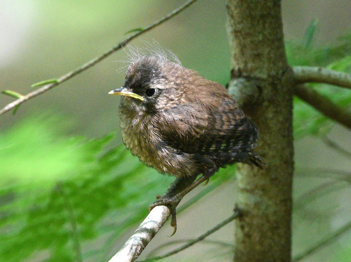 Winter Wren - Wendy Hill