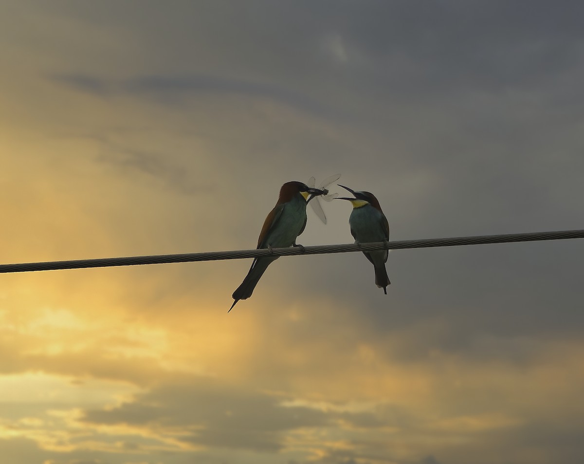 European Bee-eater - ML348364041