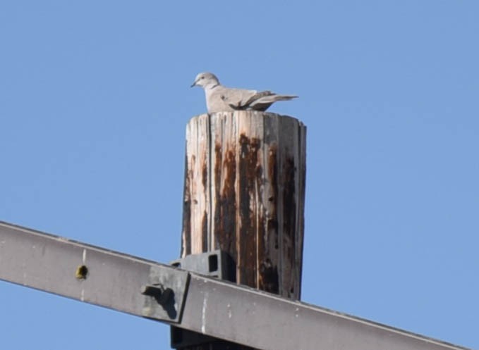 Eurasian Collared-Dove - ML348365061