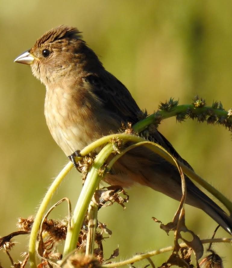 Indigo Bunting - Jim Varner
