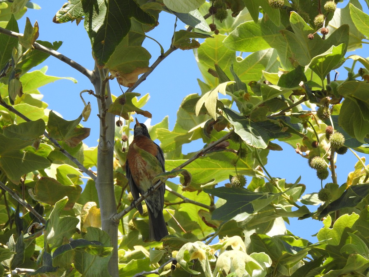 American Robin - Jonathan Nakai