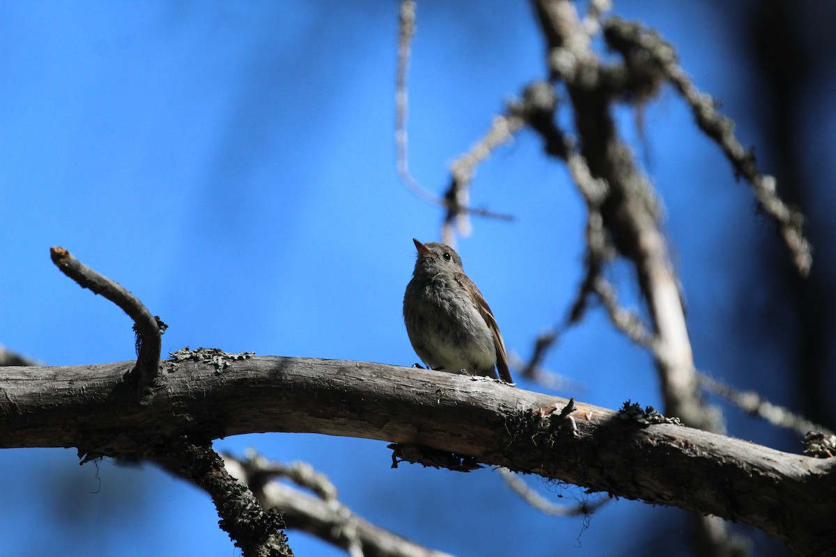 Hammond's Flycatcher - ML348366341