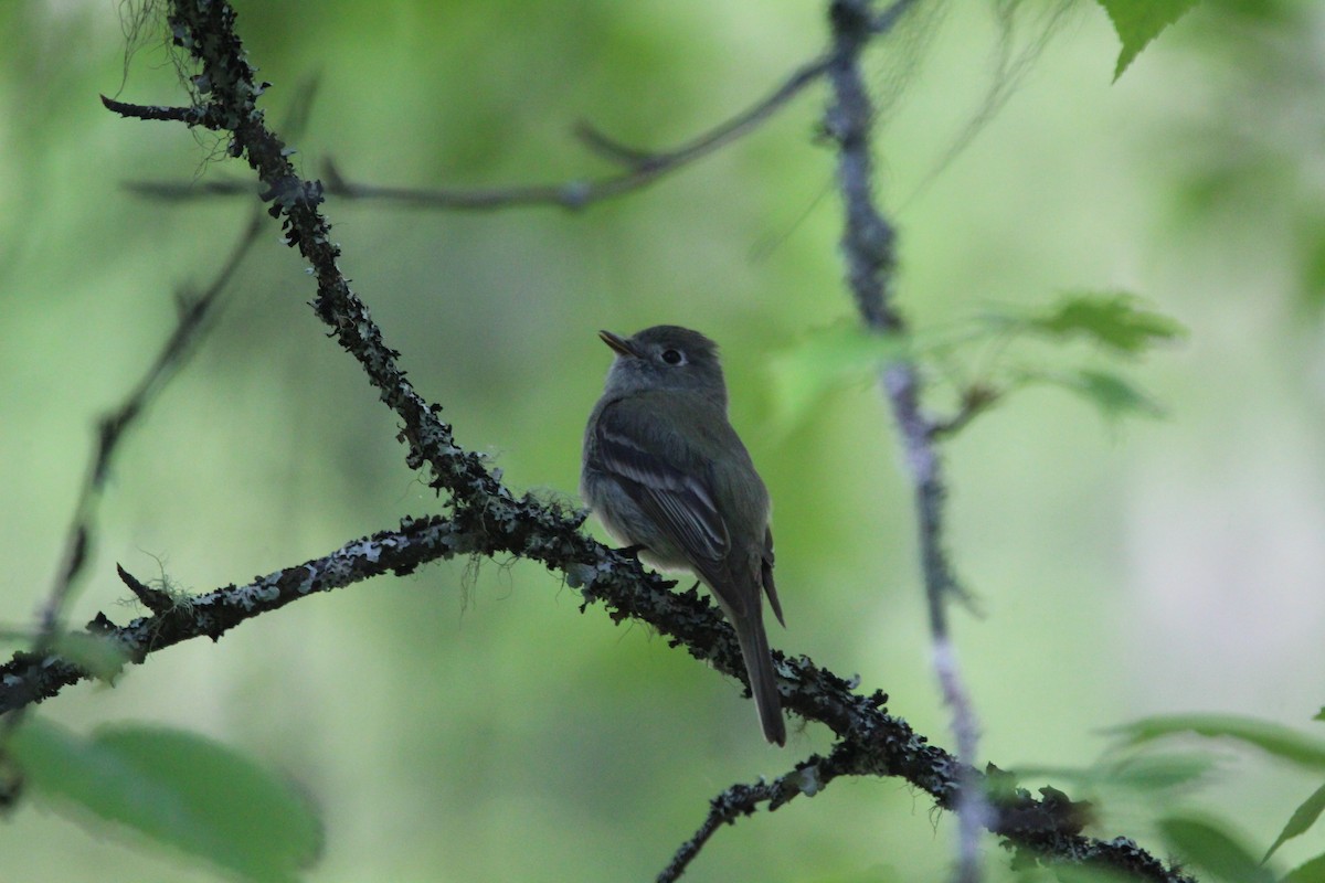 Hammond's Flycatcher - ML348366371