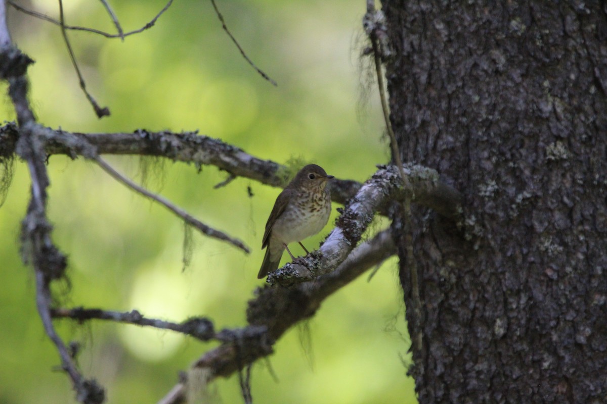 Swainson's Thrush - ML348366431