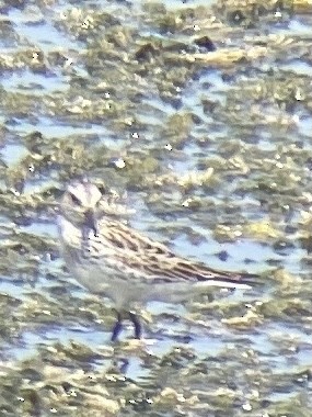 White-rumped Sandpiper - ML348366601